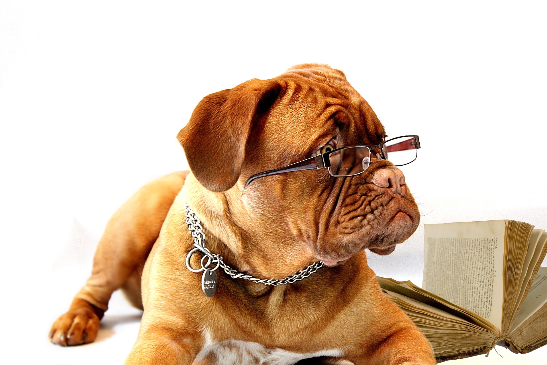 Un chien portant des lunettes